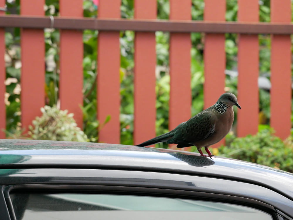 How to protect you to protect your car from bird droppings